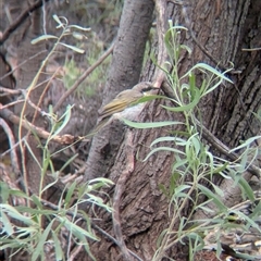 Gavicalis virescens (Singing Honeyeater) at Lake Mackay, NT - 26 Dec 2024 by Darcy