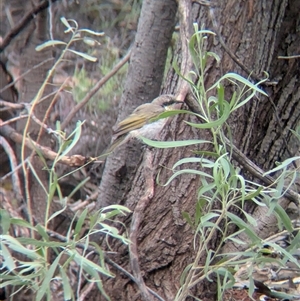 Gavicalis virescens at Lake Mackay, NT - 27 Dec 2024 09:14 AM