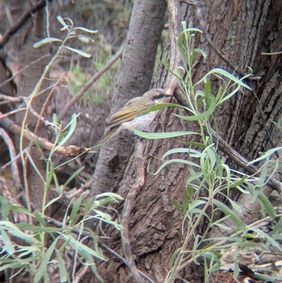 Gavicalis virescens (Singing Honeyeater) at Lake Mackay, NT - 26 Dec 2024 by Darcy