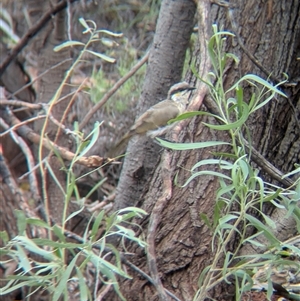 Gavicalis virescens at Lake Mackay, NT - 27 Dec 2024 09:14 AM