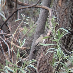 Gavicalis virescens at Lake Mackay, NT - 27 Dec 2024 09:14 AM