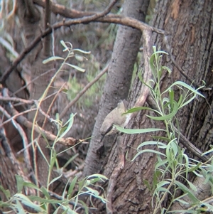 Gavicalis virescens at Lake Mackay, NT - 27 Dec 2024