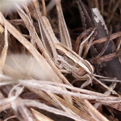 Macrotona australis (Common Macrotona Grasshopper) at O'Connor, ACT - 7 Jan 2025 by ConBoekel