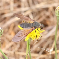 Comptosia sp. (genus) (Unidentified Comptosia bee fly) at O'Connor, ACT - 7 Jan 2025 by ConBoekel