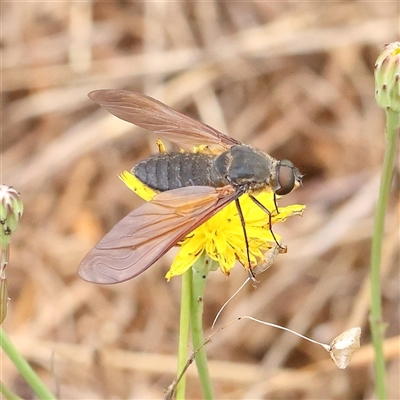 Comptosia sp. (genus) (Unidentified Comptosia bee fly) at O'Connor, ACT - 7 Jan 2025 by ConBoekel