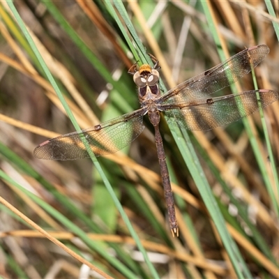 Telephlebia brevicauda (Southern Evening Darner) at Palerang, NSW - 7 Jan 2025 by AlisonMilton