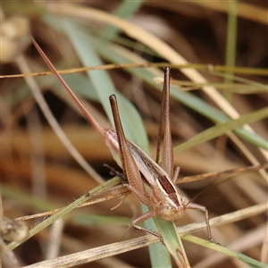 Conocephalus semivittatus at O'Connor, ACT - 7 Jan 2025 09:55 AM