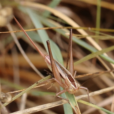 Conocephalus semivittatus (Meadow katydid) at O'Connor, ACT - 7 Jan 2025 by ConBoekel