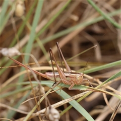 Conocephalus semivittatus at O'Connor, ACT - 7 Jan 2025 09:55 AM