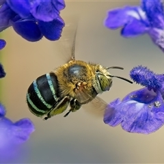 Amegilla (Zonamegilla) asserta (Blue Banded Bee) at Weston, ACT - 2 Jan 2025 by Kenp12