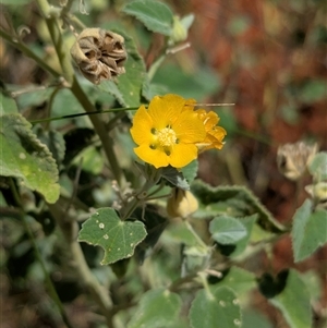 Abutilon leucopetalum (Desert Chinese-lantern, Lantern Bush) at Lake Mackay, NT by Darcy