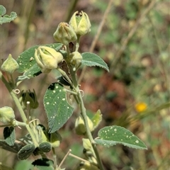 Abutilon leucopetalum at Lake Mackay, NT - 27 Dec 2024 01:17 PM