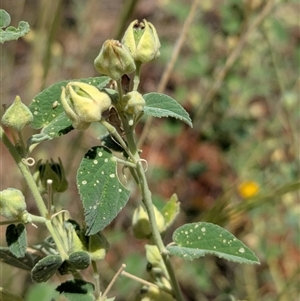 Abutilon leucopetalum at Lake Mackay, NT - 27 Dec 2024 01:17 PM