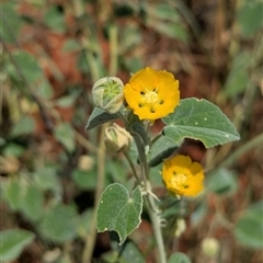 Abutilon leucopetalum at Lake Mackay, NT - 27 Dec 2024 01:17 PM