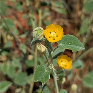 Abutilon leucopetalum at Lake Mackay, NT - 27 Dec 2024 01:17 PM