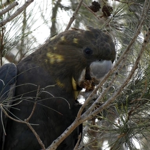 Calyptorhynchus lathami lathami at Buxton, NSW - suppressed