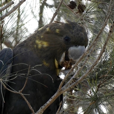 Calyptorhynchus lathami lathami (Glossy Black-Cockatoo) at Buxton, NSW - 9 Apr 2020 by GITM2