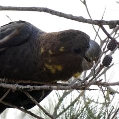 Calyptorhynchus lathami lathami at Buxton, NSW - suppressed