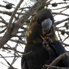 Calyptorhynchus lathami lathami at Buxton, NSW - suppressed