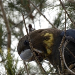 Calyptorhynchus lathami lathami at Buxton, NSW - suppressed