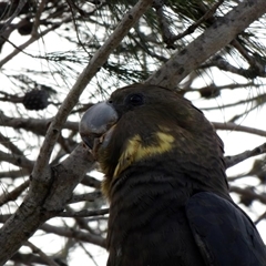Calyptorhynchus lathami lathami at Buxton, NSW - suppressed