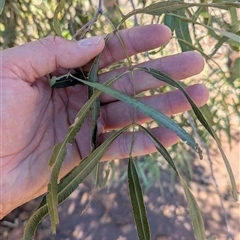 Atalaya hemiglauca (Whitewood) at Lake Mackay, NT - 28 Dec 2024 by Darcy