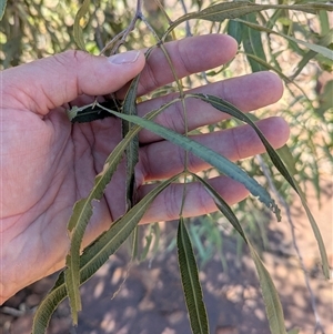Atalaya hemiglauca at Lake Mackay, NT - 28 Dec 2024 09:38 AM