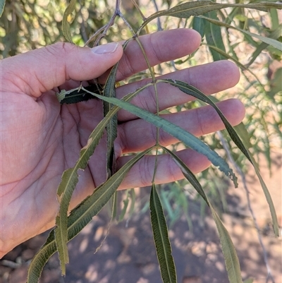 Atalaya hemiglauca (Whitewood) at Lake Mackay, NT - 28 Dec 2024 by Darcy