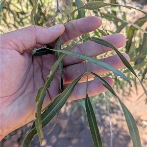 Atalaya hemiglauca at Lake Mackay, NT - 28 Dec 2024 09:38 AM