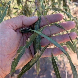 Atalaya hemiglauca at Lake Mackay, NT - 28 Dec 2024 09:38 AM