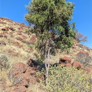 Atalaya hemiglauca at Lake Mackay, NT - 28 Dec 2024 09:38 AM