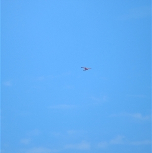 Falco cenchroides at Lake Mackay, NT - 28 Dec 2024 09:49 AM