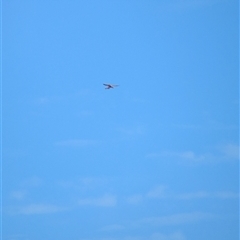 Falco cenchroides at Lake Mackay, NT - 28 Dec 2024