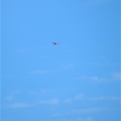Falco cenchroides at Lake Mackay, NT - 28 Dec 2024 09:49 AM