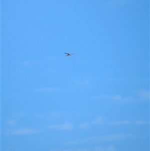 Falco cenchroides at Lake Mackay, NT - 28 Dec 2024