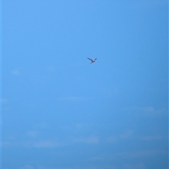 Falco cenchroides at Lake Mackay, NT - 28 Dec 2024 09:49 AM