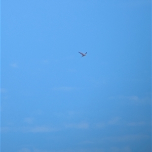 Falco cenchroides at Lake Mackay, NT - 28 Dec 2024