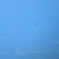 Falco cenchroides at Lake Mackay, NT - 28 Dec 2024