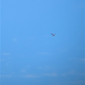 Falco cenchroides at Lake Mackay, NT - 28 Dec 2024 09:49 AM