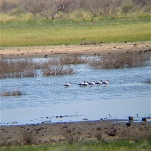 Recurvirostra novaehollandiae (Red-necked Avocet) at Lake Mackay, NT by Darcy