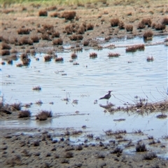 Stiltia isabella (Australian Pratincole) at Lake Mackay, NT - 28 Dec 2024 by Darcy