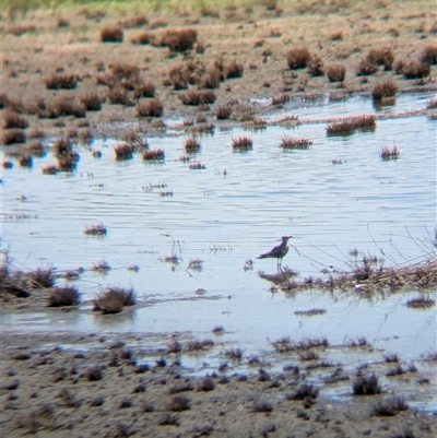 Stiltia isabella (Australian Pratincole) at Lake Mackay, NT - 28 Dec 2024 by Darcy