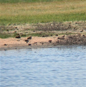 Stiltia isabella at Lake Mackay, NT - 28 Dec 2024 10:46 AM