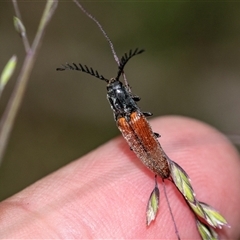 Dicteniophorus sp. (genus) (A click beetle) at Palerang, NSW - 7 Jan 2025 by AlisonMilton