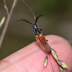 Dicteniophorus sp. (genus) (A click beetle) at Palerang, NSW by AlisonMilton