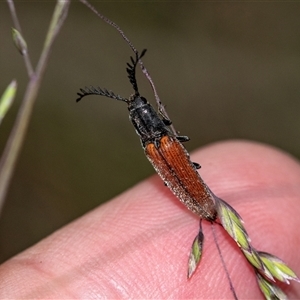 Dicteniophorus sp. (genus) at Palerang, NSW - 7 Jan 2025