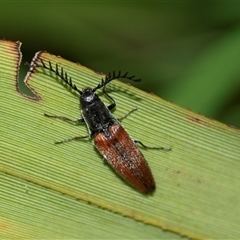 Dicteniophorus sp. (genus) at Palerang, NSW - 7 Jan 2025