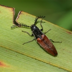 Dicteniophorus sp. (genus) at Palerang, NSW - 7 Jan 2025