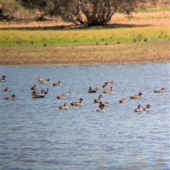 Malacorhynchus membranaceus (Pink-eared Duck) at Lake Mackay, NT - 28 Dec 2024 by Darcy