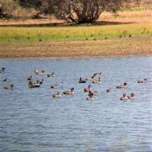 Malacorhynchus membranaceus (Pink-eared Duck) at Lake Mackay, NT by Darcy